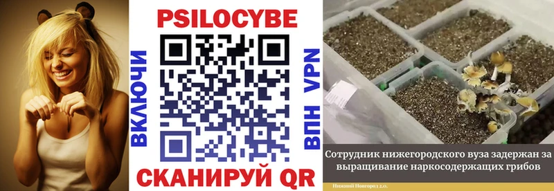 Галлюциногенные грибы Psilocybine cubensis  купить  цена  Лакинск 